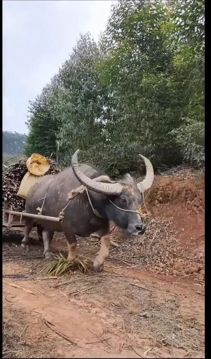 水牛搬家：智慧养殖背后的行业洞察